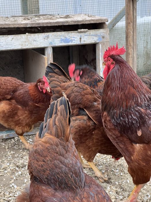 Ханхяп Hanxyp жўжалар сотиллади тозза зот Ота онаси кореядан