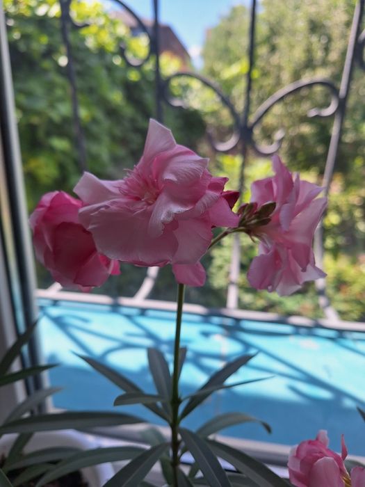 Цветы  олеандр продам.