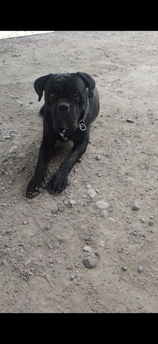 Щенки Кане Корсо