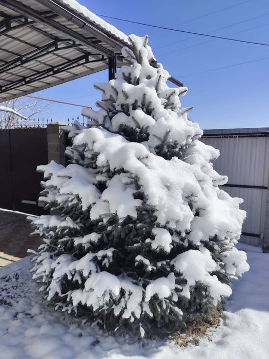 Ёлки 4 штук большие