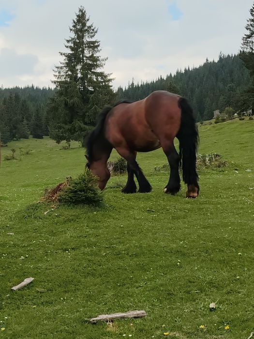 Vând mânz de 3,5 ani