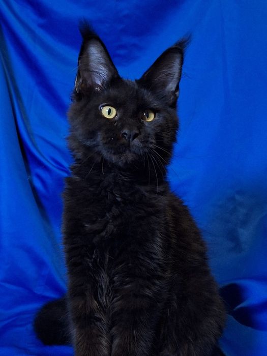 Мейн-кун Эксклюзивного окраса!!!