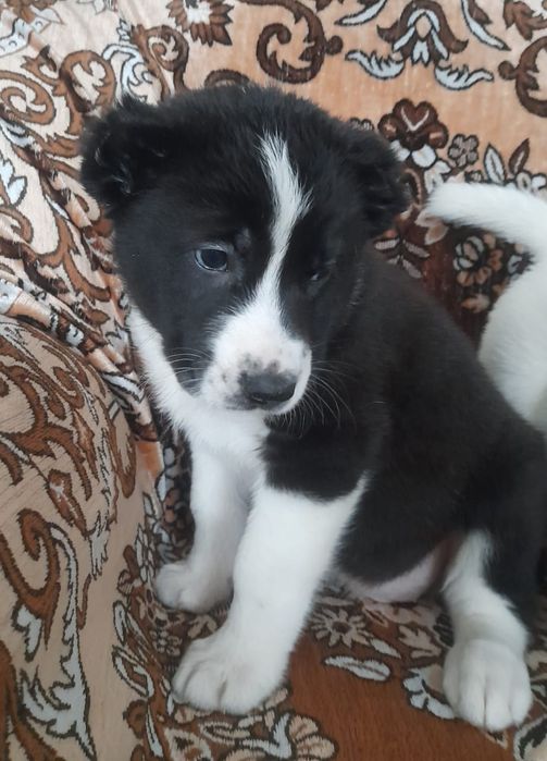 Продаются щенки Алабай (САО)