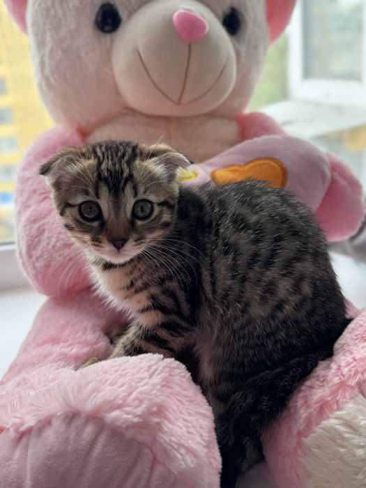 Продам котенка с необычным окрасом