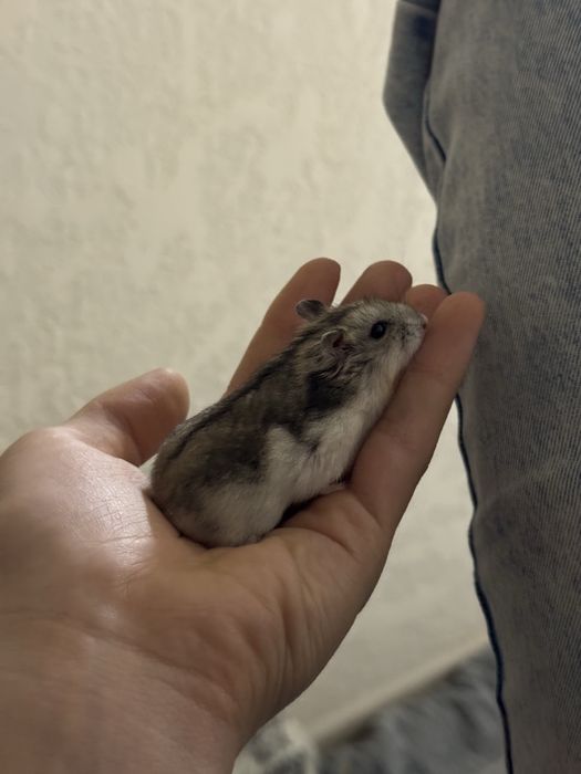 Продам хомячков джунгарских