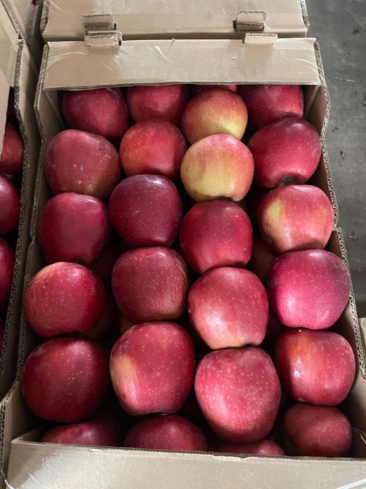 Продам яблоки Американка