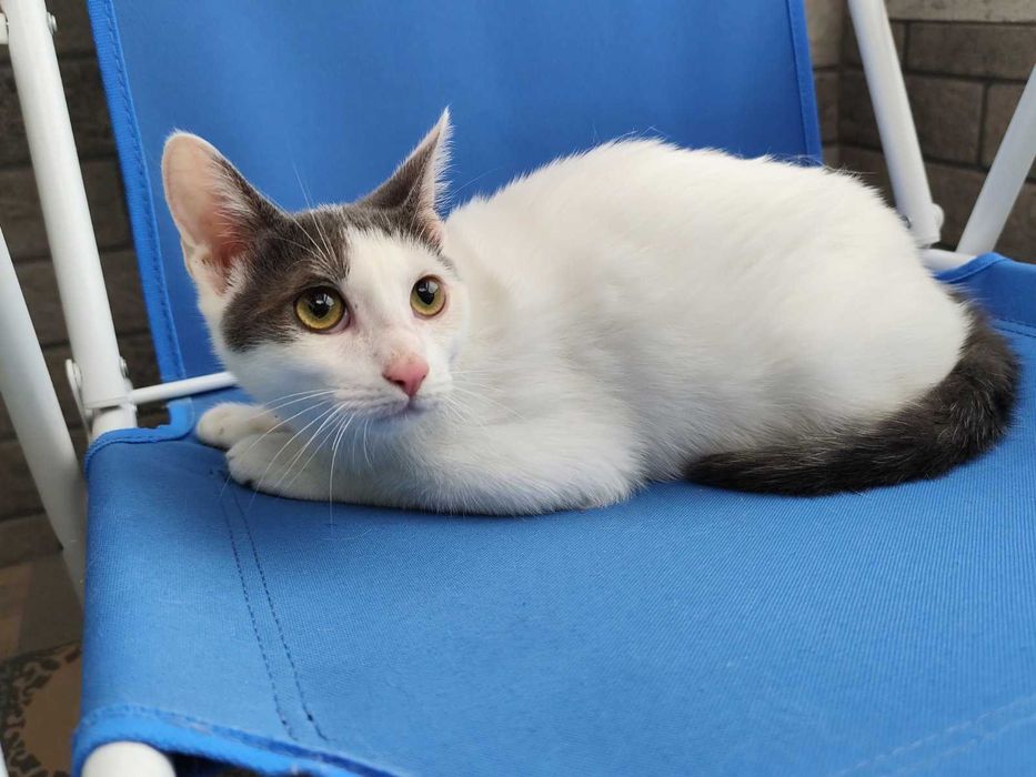 Били търси осиновител!