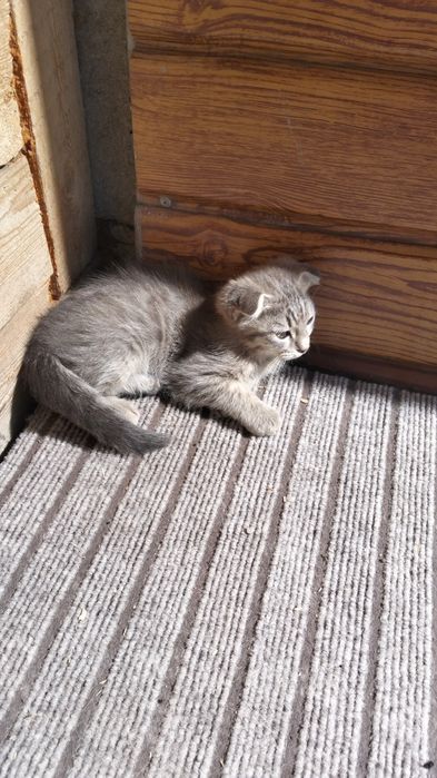 Отдам котят в добрые руки