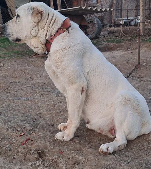 Алабай щенок супер тяж