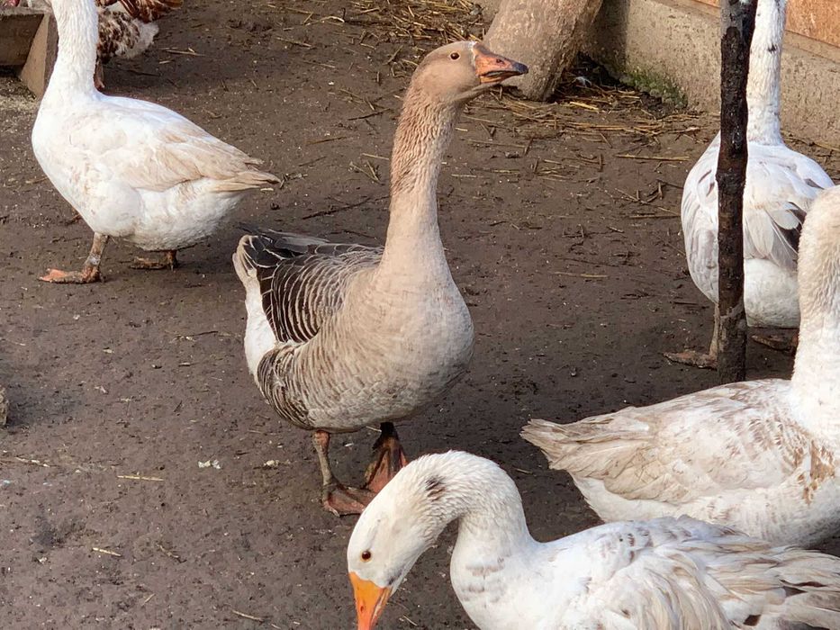 Gâscani de vanzare