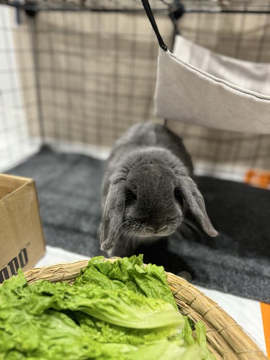 Отдаем кролика мини лопа