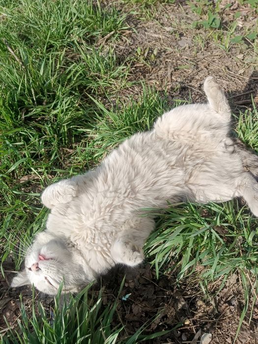 Пристраивается молодой котик