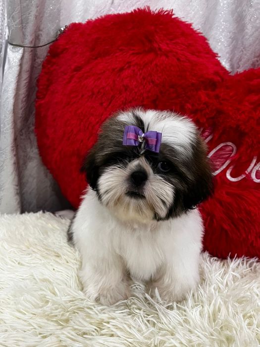 Ши-тцу щеночки готовы к переезду