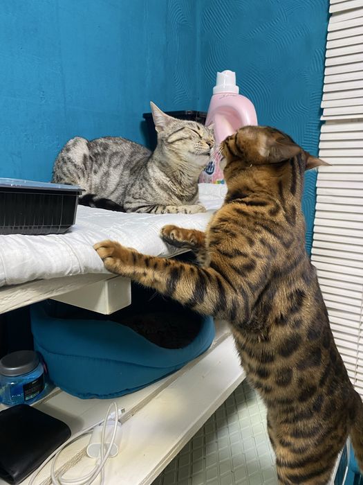 бенгальские котята
