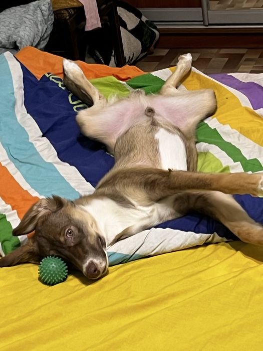 Собака 1 год почти