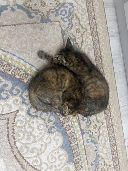 Маленькие кошки