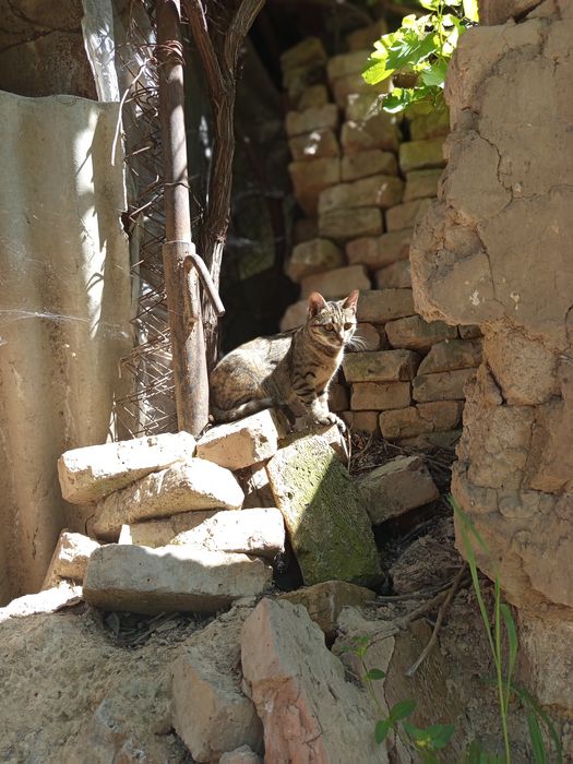 Отдам даром кошек хорошые добрые руки