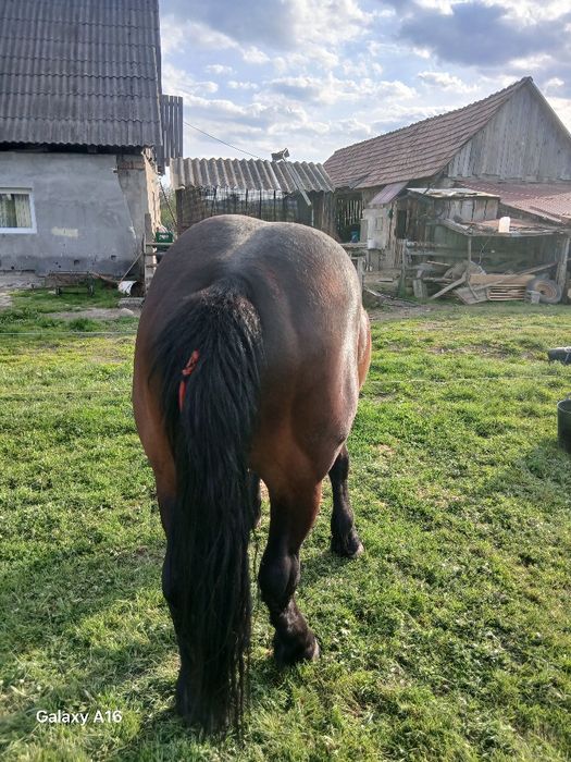 Vind miz de 3 ani castrat garantat d ham cu acte