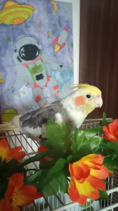Изгубен папагал корела