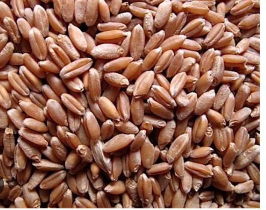 Семена пшеницы, семена льна, семена овса, семена ячменя