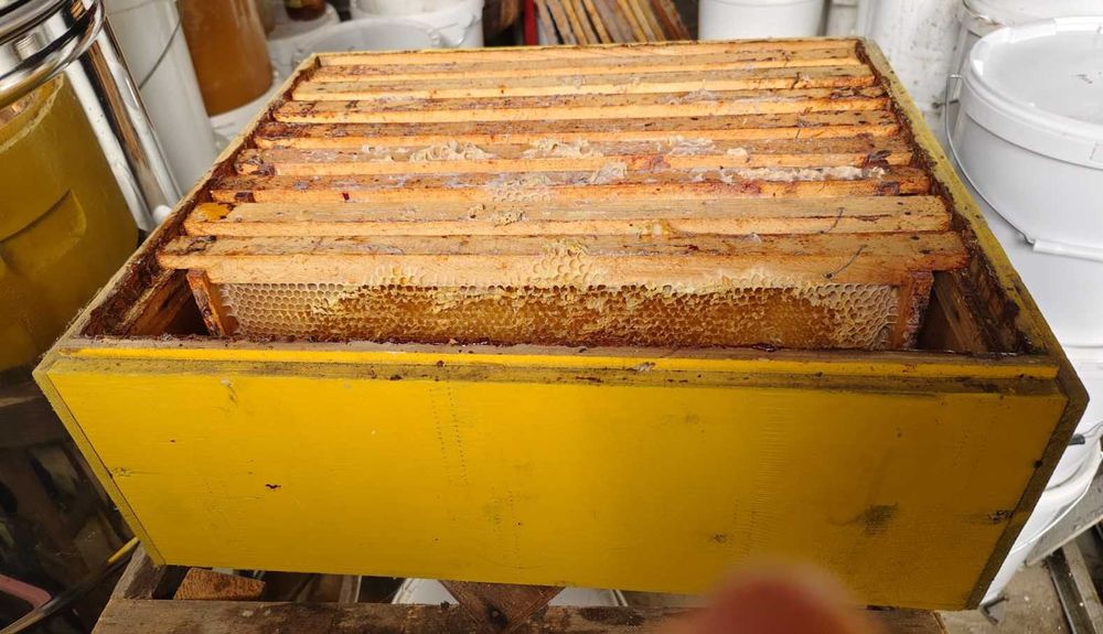 Rame Albine 1/2 si Magazii Caturi cu faguri claditi