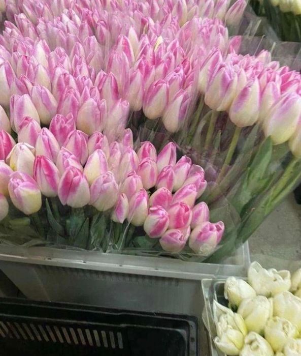 Покупай цветы тюльпаны почти бесплатно