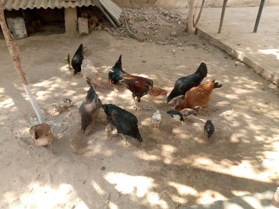 Tovuq va jo'jalar sotiladi