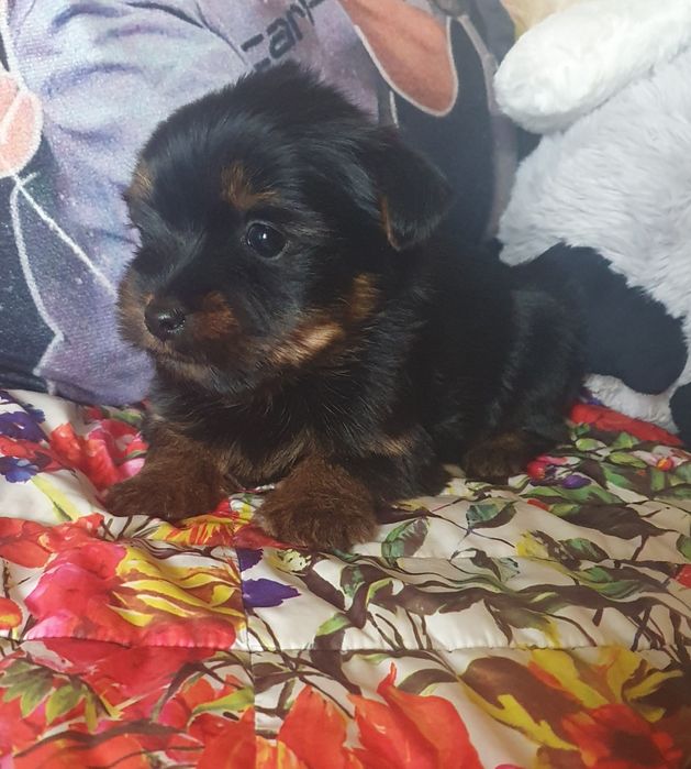 Малко мъжко йорки