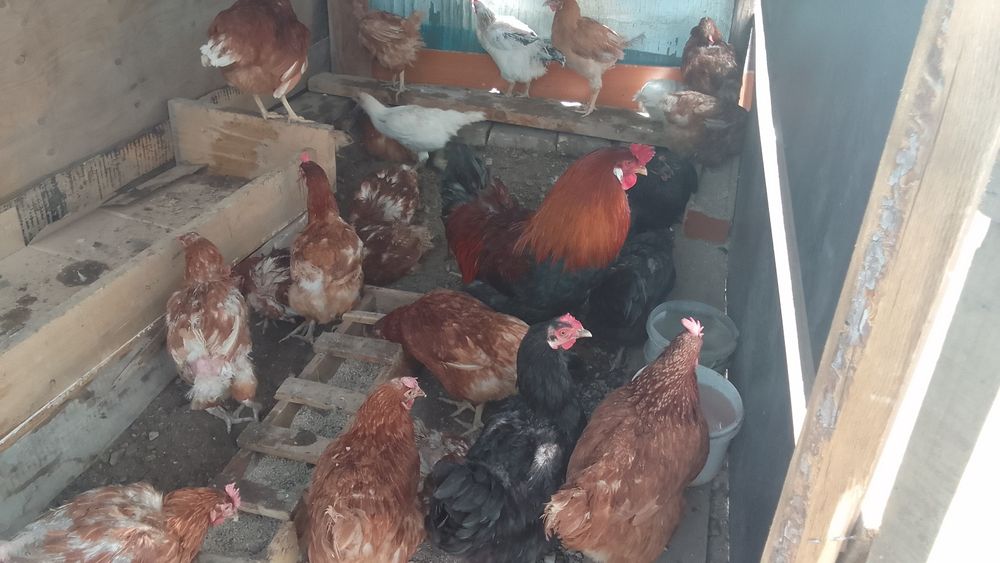 Продам курей хорошо несутся