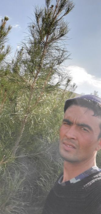 Sasna ko‘chatlari sotiladi