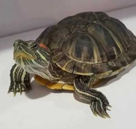 Морская красноухая черепаха