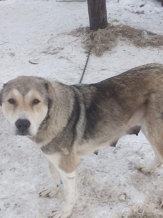 Продаются щенки САО