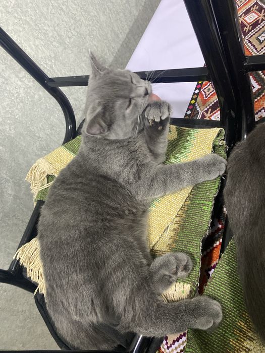 Продаю породистых котят