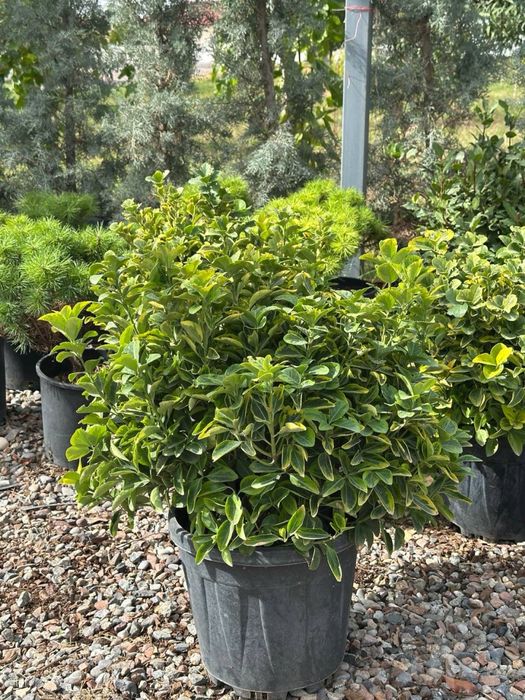 Шаровой Euonymus Gold Италия