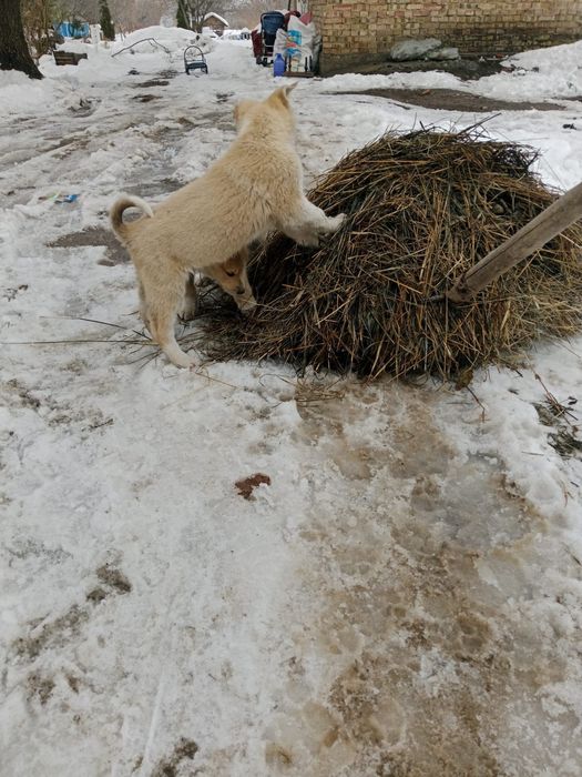Продам лайки чистокровные