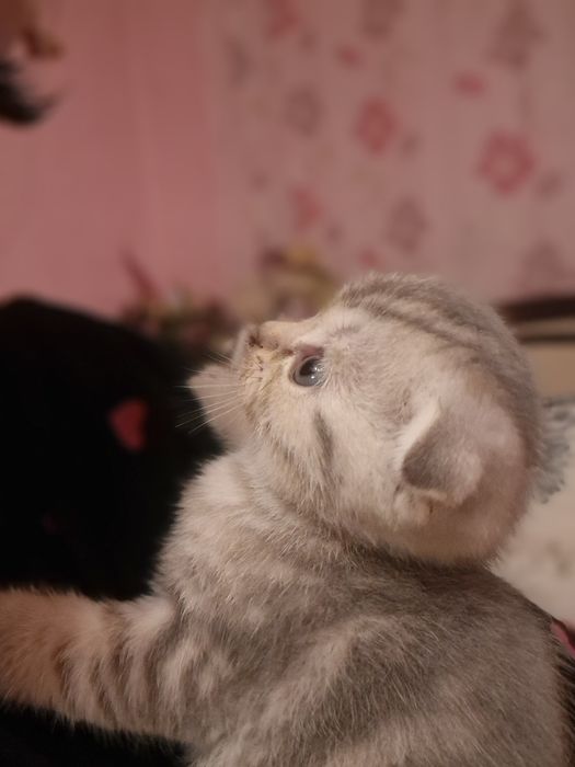 Породистые котята