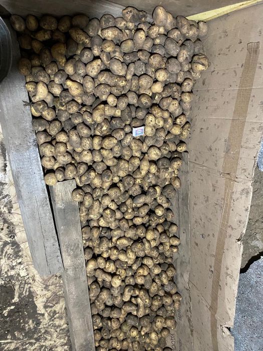 Продам мелкий картофель