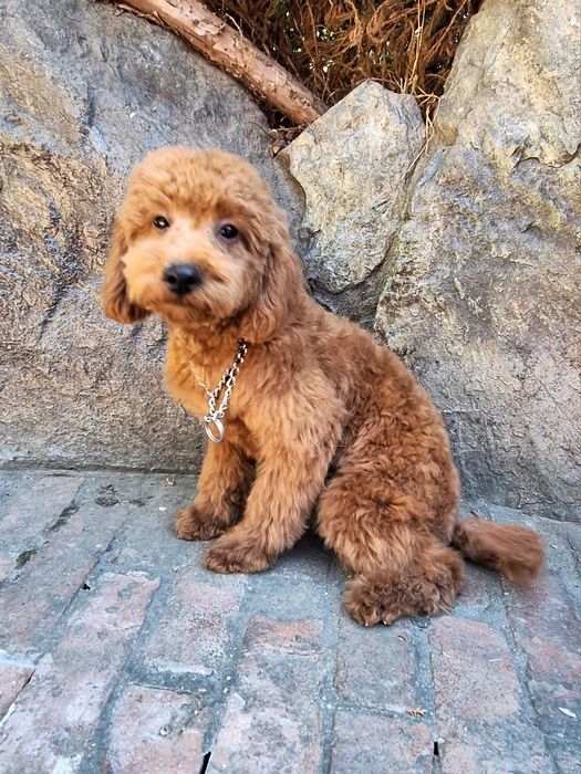 Pudel/Caniche mascul