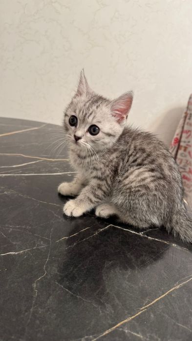 Продается кошка