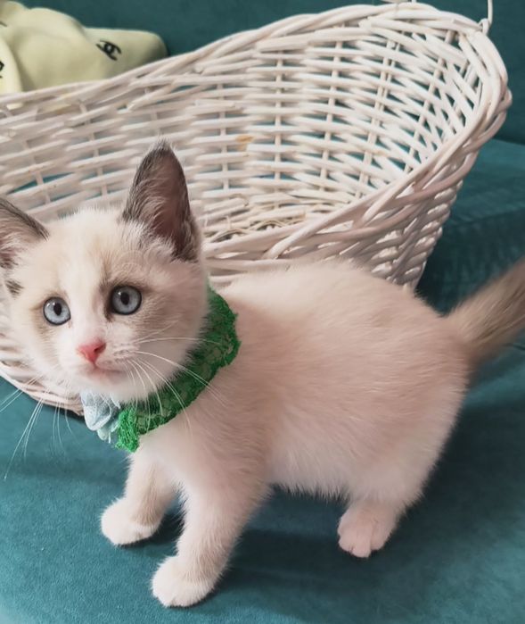 Котенок породистый
