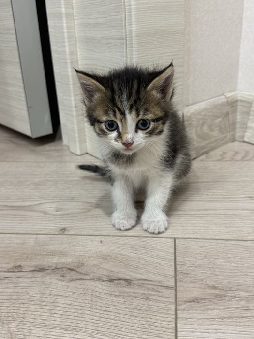 Отдам котенка бесплатно
