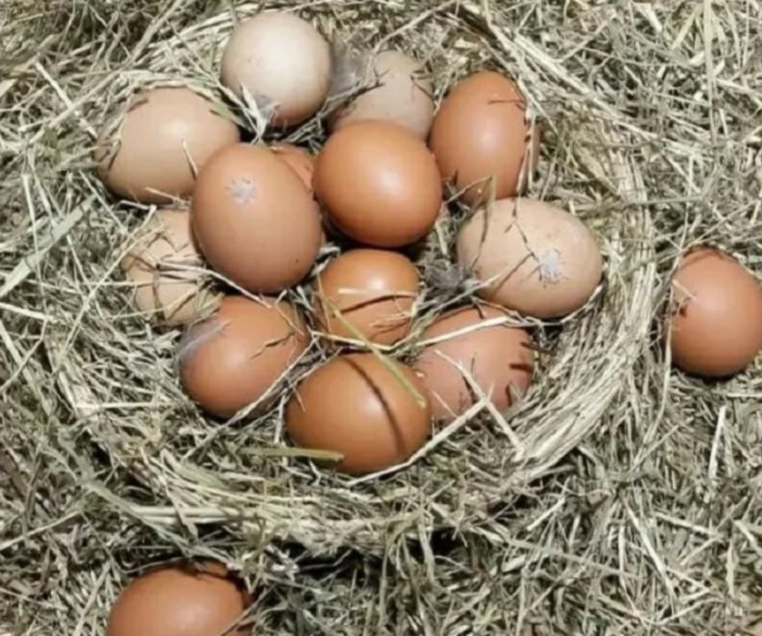 Домашние яйца  продам