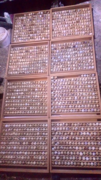 Ouă prepeliță pentru incubat