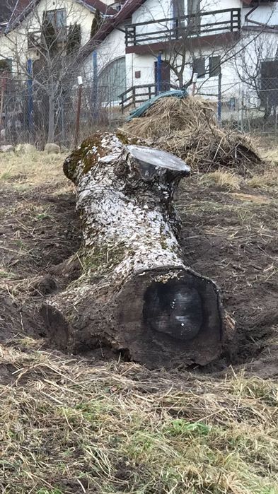 Trunchi / Buștean  de Nuc
