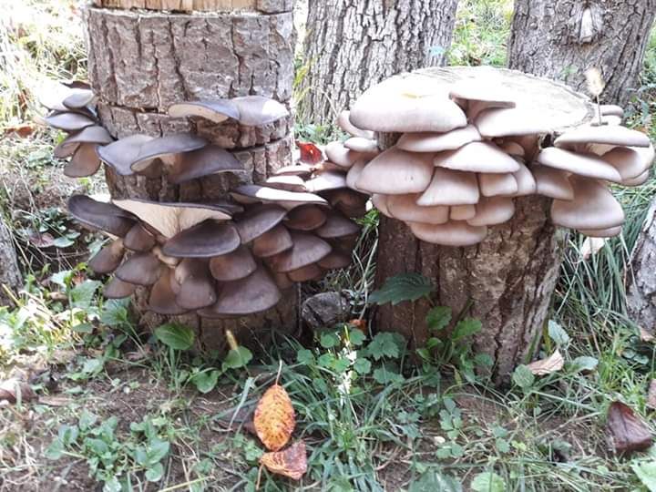 Miceliu pentru ciupercile Pleurotus.