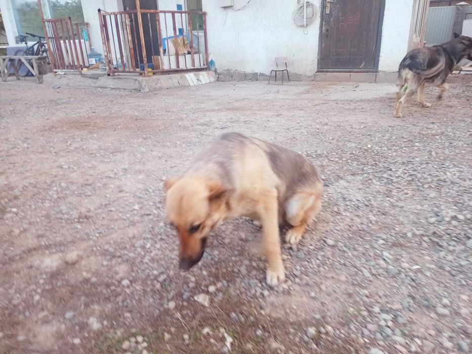 Восточно Европейская овчарка