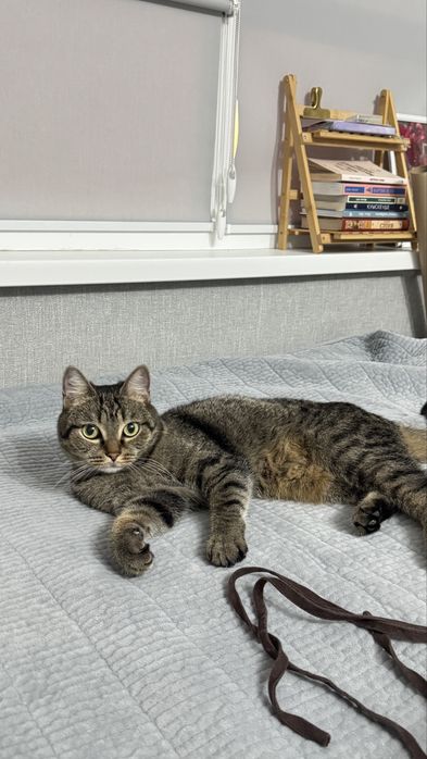 Отдам кота бесплатно