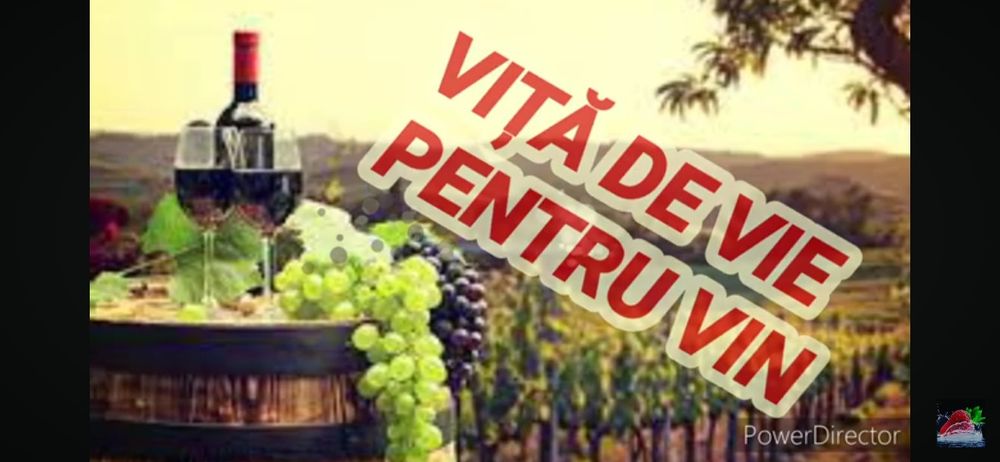 struguri de vin toate soiurile disponibile avem transport la domiciliu preț de producător