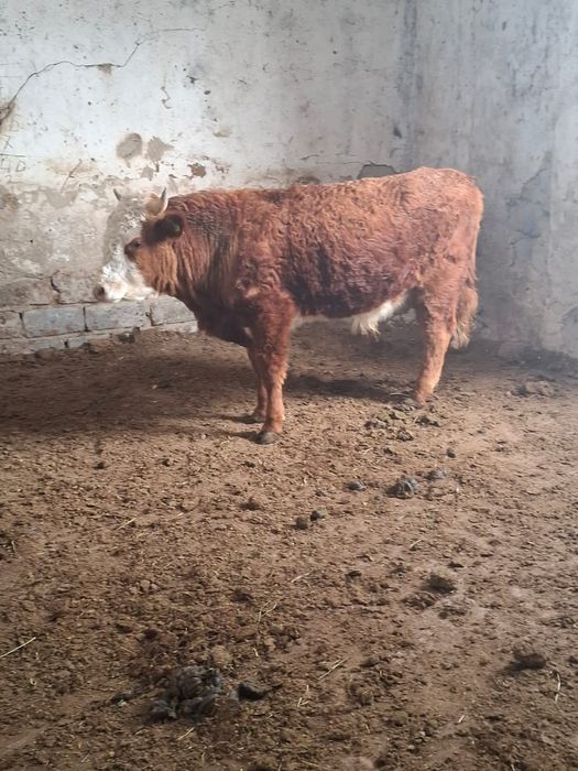 Бұқа сатылады 1.5 жасар