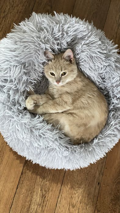 Отдам ласковую кошечку